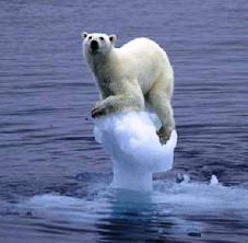 polar bear-berg copy