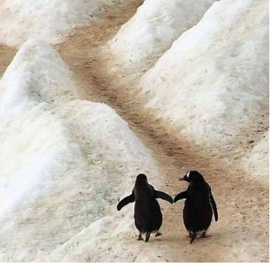 2 PENGUINS ON ICE copy