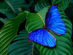 Blue Morpho Butterfly