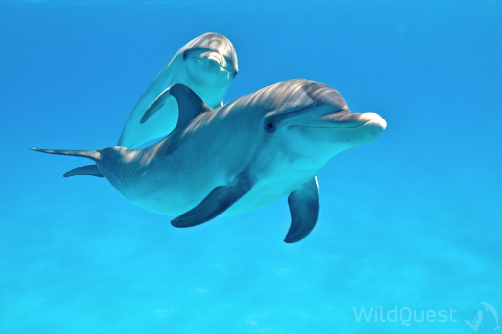 Bimini dolphins photo by Atmo,www.wildquest.com