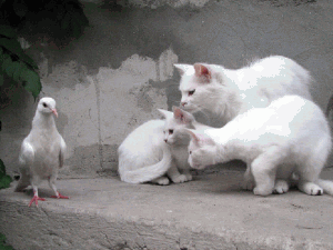 CATS & PIGEON copy