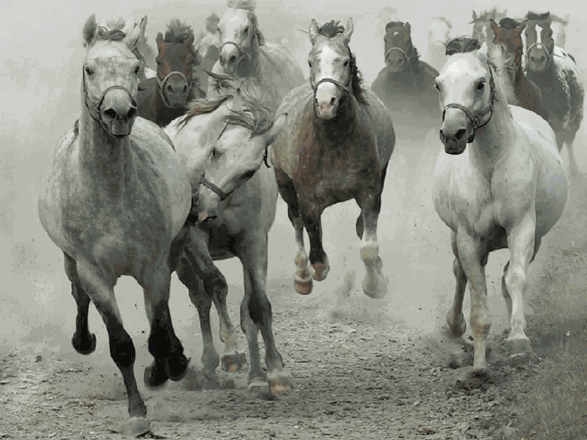 HORSE STAMPEDE copy 2