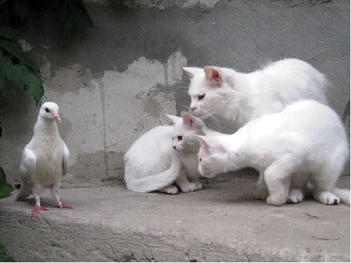 CATS & PIGEON