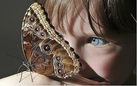 BUTTERFLY & BOY