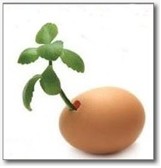 EGG & SPROUT
