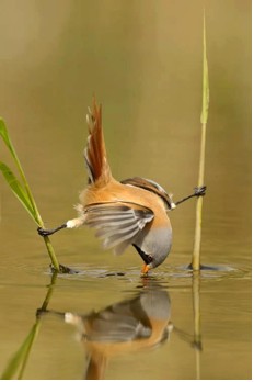 JULY-BIRD STRETCH
