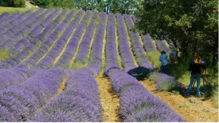 LAVENDER FIELD