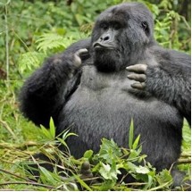 GORILLA