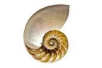 nautilaus