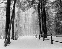 trees winter road