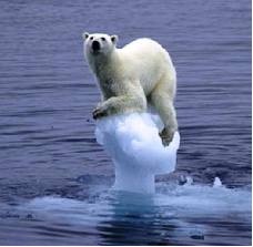 POLAR BEAR IN ICE BLOCK