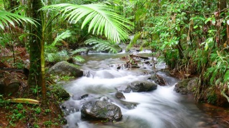 RAINFOREST IMAGE