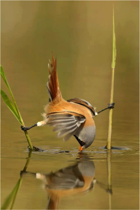 BIRD STRETCHED ON WATER