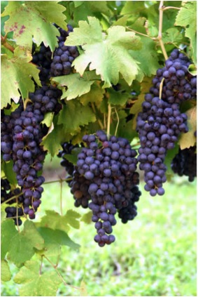 GRAPES ON VINE PURPLE