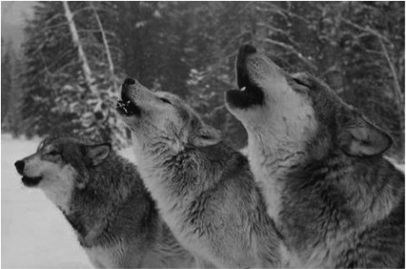 WOLVES HOWLING copy