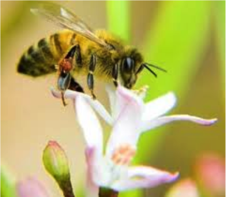 BEE ON FLOWER