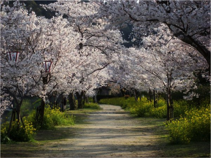 CHERRY TREES + PATH