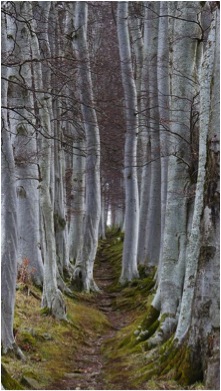 BIRCH PATH