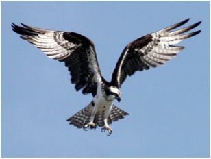 Osprey, nationalgeographic.com