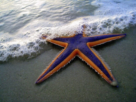 STARFISH-PURPLE