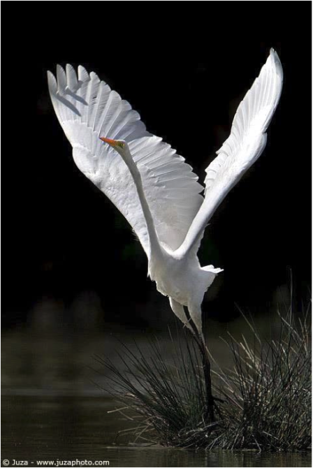 CRANE