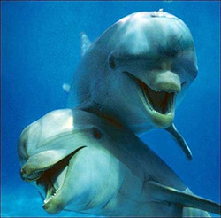 DOLPHINS SMILING_250W