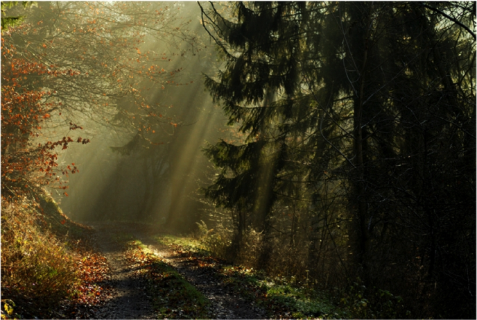 Photo: http://www.lostpine.com