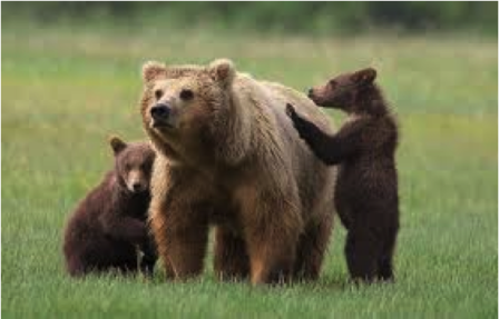 GRIZ + 2 CUBS