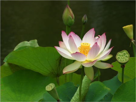 LOTUS