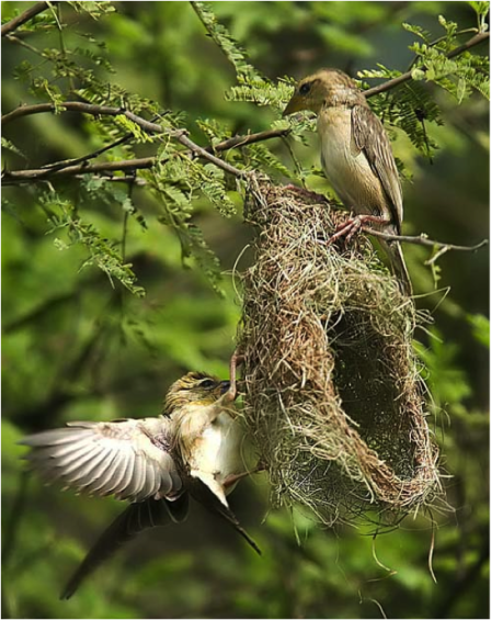 2 BIRDS WITH NEST