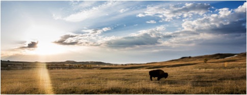 BISON ON PLAINS