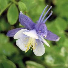Columbine, Colorado state flower