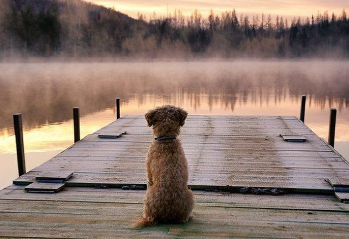 DOG ON DOCK, WAITING