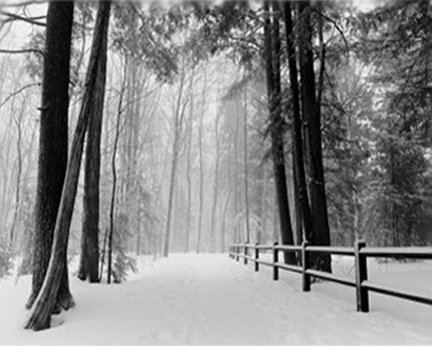 SNOWY ROAD IN WOODS
