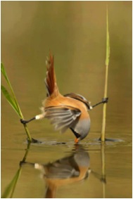 D-2 BIRD STRETCHING