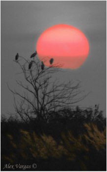 D-2 BIRDS ROOSTING SUNSET