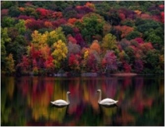 D-2 SWANS ON LAKE