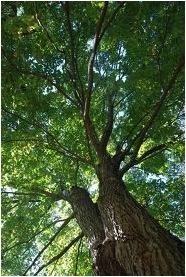 D-2 TREETOP
