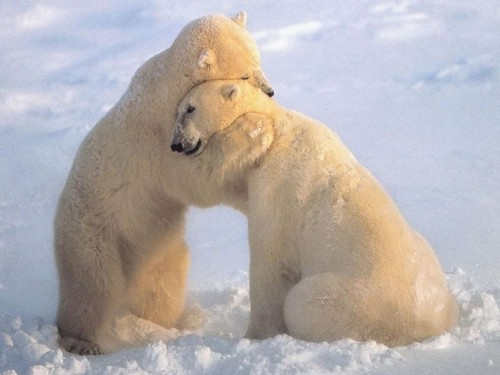 Polar Bears-Hugging