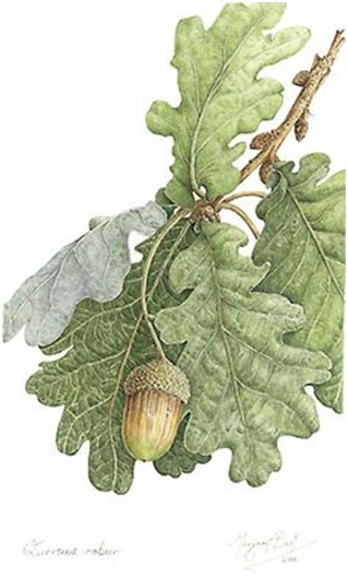 acorn