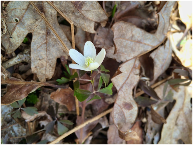 crocus in leaves