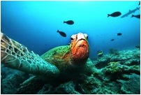 SEA TURTLE