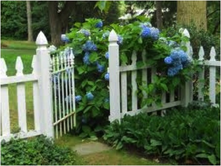 WHITE GATE W- HYDRANGEAS