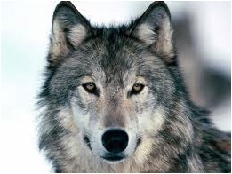 WOLF HEAD