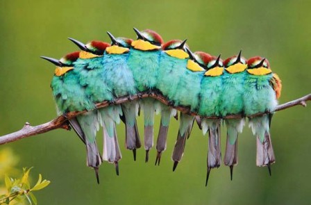 9 BIRDS ON A TWIG