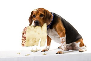 PHOTO: www.thebark.com