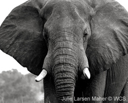 ELEPHANT PORTRAIT