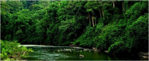 BORNEO