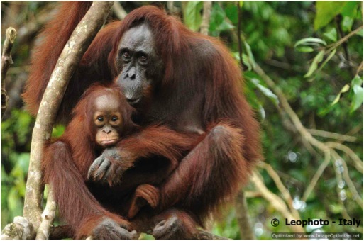 ORANG & BABY-BONEO