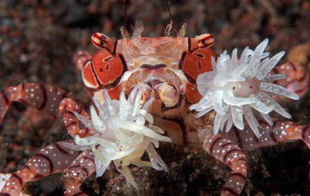 pom-pom-CRAB